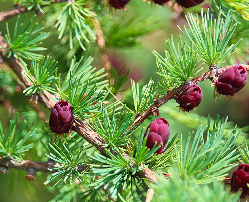 Medication Management