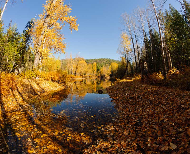 Bipolar/Mood Instability