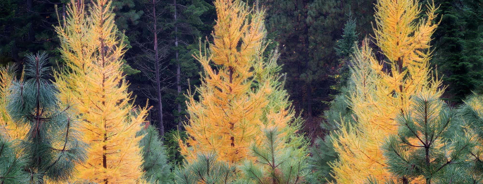 Psychiatric Care Vermont